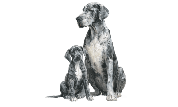 Great Dane Mom Puppy Watercolor Art in Brand Graphics